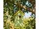 Zeleno-žlutá dřevěná ptačí budka se včelkami Birdhouse - 15*10*22 cm Clayre & Eef