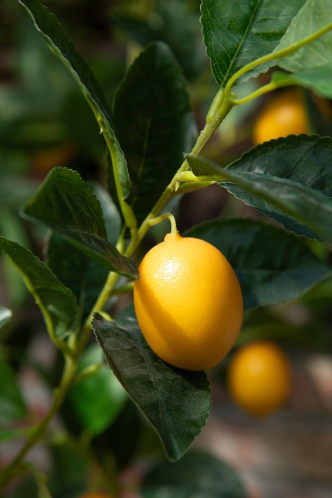Dekorační umělá rostlina citrónovník v květináči Lemon Tree - 45*32*60 cm