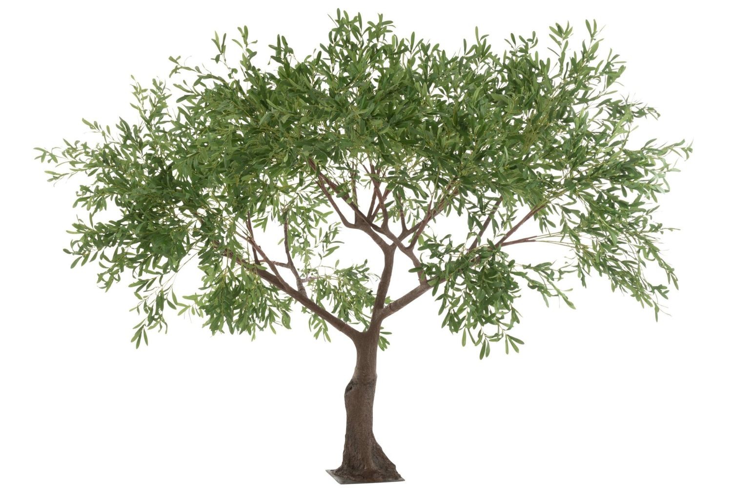 Velkolepý olivovník Olea Tree - 295*295*220 cm