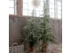 Zasněžený vánoční borovicový stromek v jutě a se šiškami Pine Tree - 70*150 cm Chic Antique