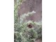 Zasněžený vánoční borovicový stromek v jutě a se šiškami Pine Tree - 70*150 cm Chic Antique