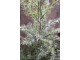 Zasněžený vánoční borovicový stromek v jutě a se šiškami Pine Tree - 70*150 cm Chic Antique