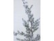 Zasněžený vánoční borovicový stromek v jutě a se šiškami Pine Tree - 55*120 cm Chic Antique