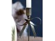 Mosazný antik kovový svícen zdobený mašlí Bow Antique – 10*10*27 cm Chic Antique