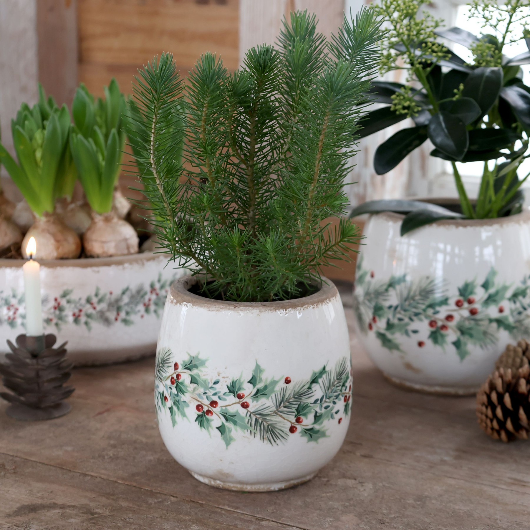 Béžový keramický květináč s cesmínou Holly Christmas Antique – Ø 15*14,5 cm
