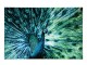 Nástěnná skleněná dekorace páv Peacock – 120*0,4*80 cm J-Line by Jolipa