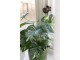 Umělá monstera v květináči zelená – 12,5*11,5*43 cm J-Line by Jolipa