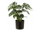 Umělá monstera v květináči zelená – 12,5*11,5*43 cm J-Line by Jolipa