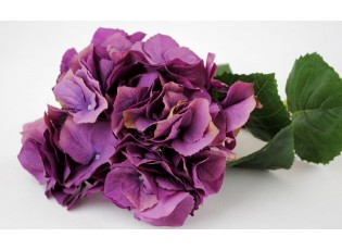 Dekorace fialová hortenzie velkokvětá  - 80 cm