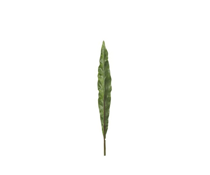 Okrasný list Canna - 73cm
