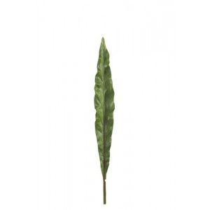 Okrasný list Canna - 73cm
