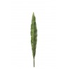 Okrasný list Canna - 73cm
