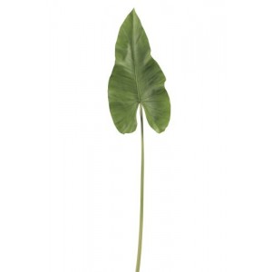 Okrasný list Canna - 94cm
