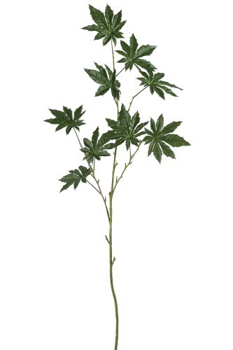 Okrasný list Papaya - 122cm