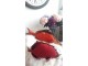 Červený polštář Fish Paul - 93*34*17cm