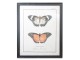 Nástěnný obraz motýli - 65*2*80 cm