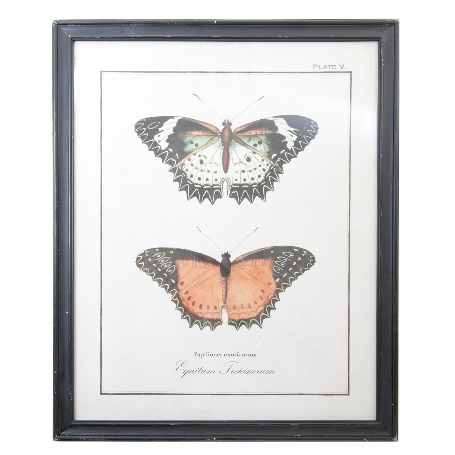 Černý dřevěný nástěnný obraz s motýly - 65*2*80 cm 50237