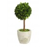 Buxus na kmínku v květináči - Ø10*24 cm