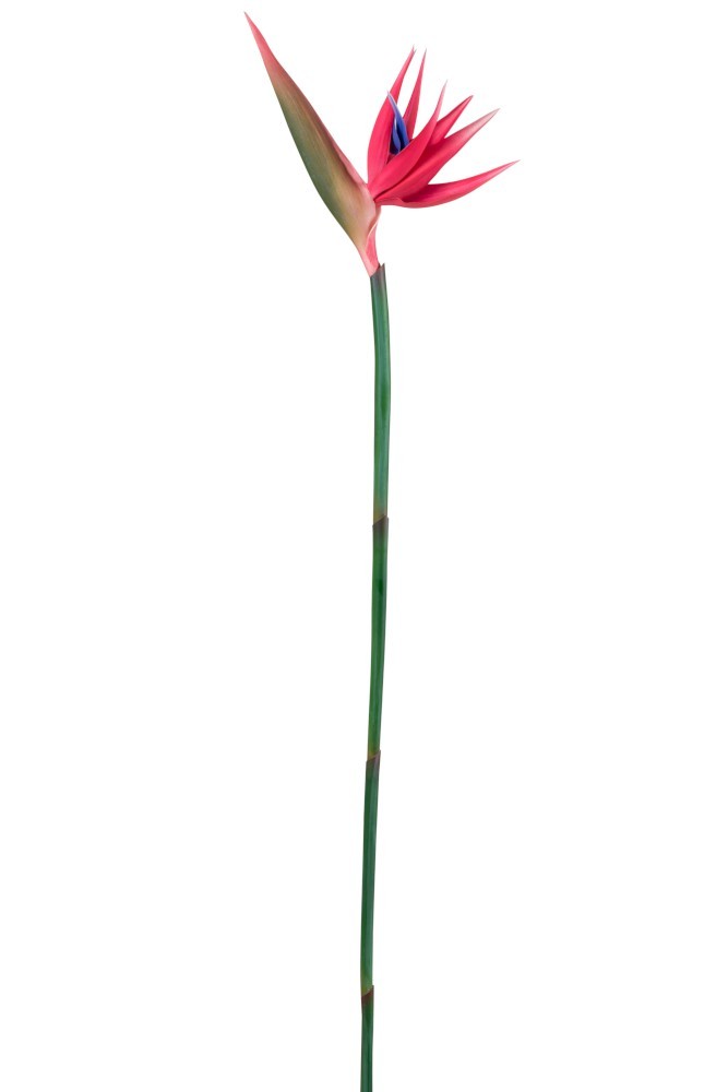 Dekorační květina růžová Strelitzia - 107cm 93910