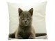 Plátěný polštář Britská kočka 50x50 cm - 50*10*50cm