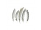 5ks peří bažant stříbrný (lophura nycthemera) - 18cm