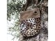 Hnědo béžová kabelka přes rameno Leopard z hovězí kůže - 27*22*0,7 cm