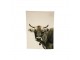 Béžová bavlněná utěrka s mmotivem švýcarské krávy - 70*50cm