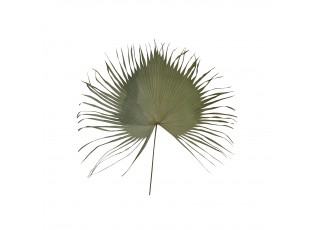 Hnědý usušený dekorativní srdcovitý list Palmy - 130 cm
