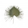 Hnědý usušený dekorativní srdcovitý list Palmy - 130 cm Barva: hnědáMateriál: palmový listHmotnost: 0,1 kg