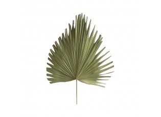 Palmový list sušený přírodní 54cm