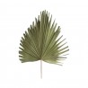 Palmový list sušený přírodní 54cm Barva: zelenáMateriál: palmový listHmotnost: 0,1 kg