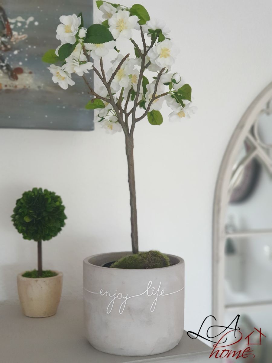 Buxus na kmínku v květináči - Ø10*24 cm