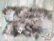Šedá stříbrná kůže s černými konečky z Islandské ovce Iceland grey - 115*75*5cm