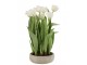 Bílá dekorační kytička Tulipány v květníku - 30*31*48cm